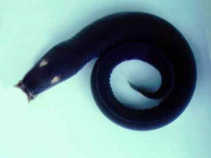 鱼类活化石：盲鳗