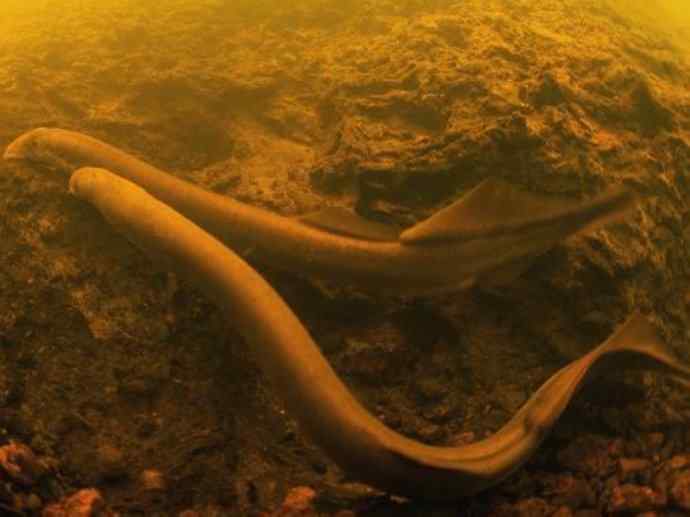 鱼类活化石：七鳃鳗