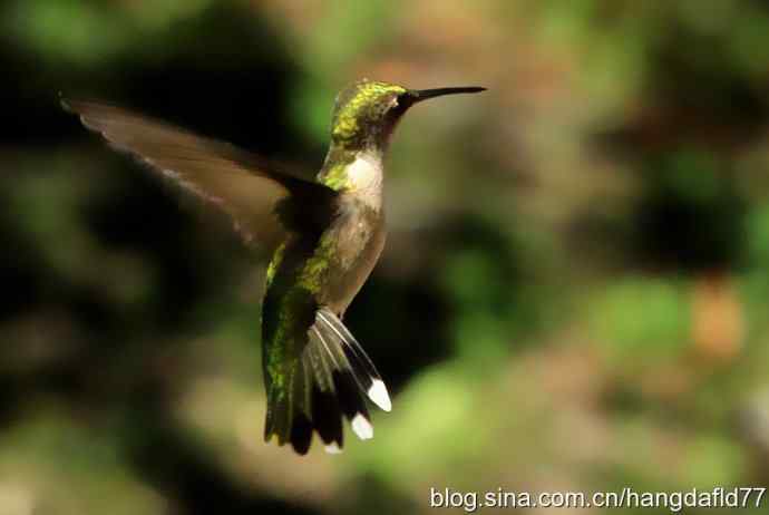红玉喉北蜂鸟（5）