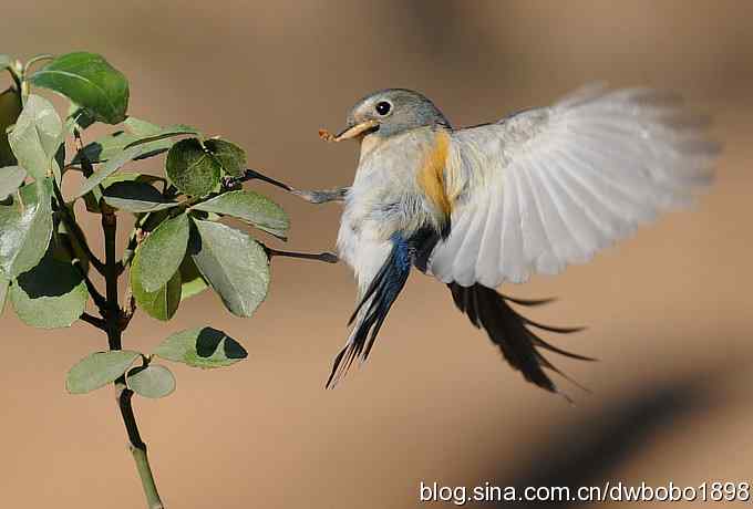 大卫携红胁GG飞版拜年