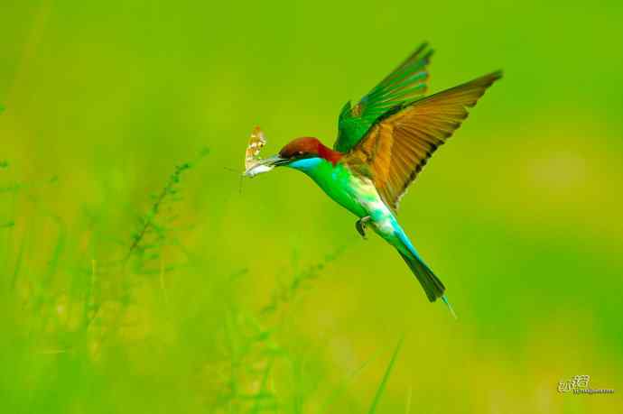 蓝喉蜂虎繁育季