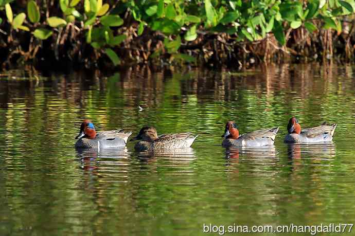 美洲绿翅鸭（3）