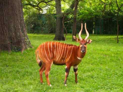 麒麟：传说的兽原型探秘（紫羚）