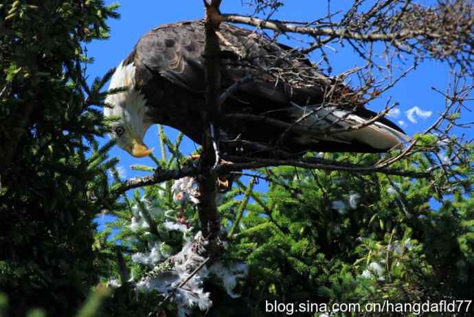 美国鸟类摄影——鹰爪之下&nbsp;焉有完鸟？