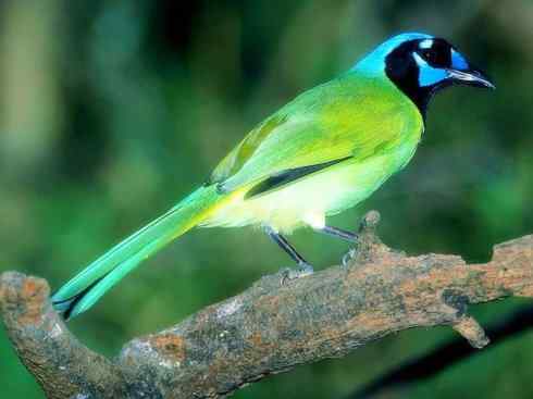 美丽无罪：雀鸟之蓝鸦