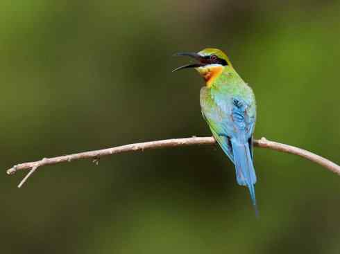 绝色攀禽：佛法僧目之蜂虎3