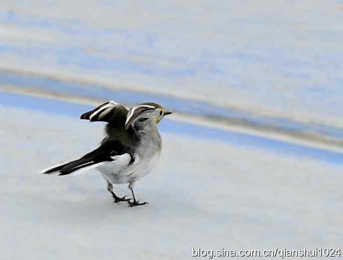 清仓晒鸟儿 清仓晒鸟儿