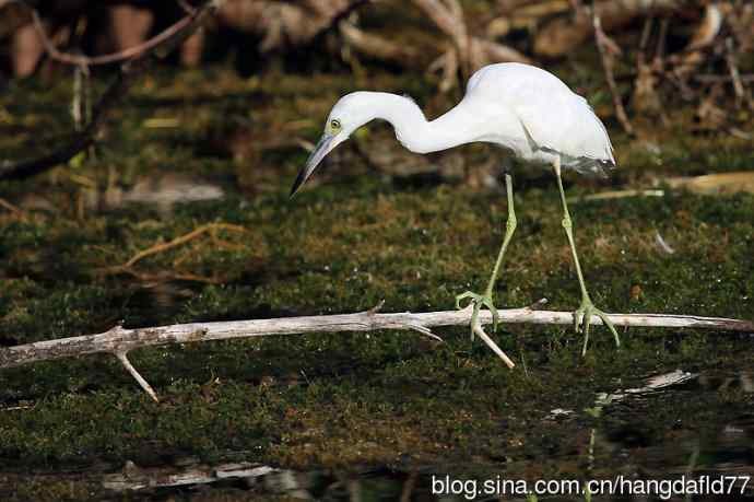 白色的小蓝鹭 wbr(2)