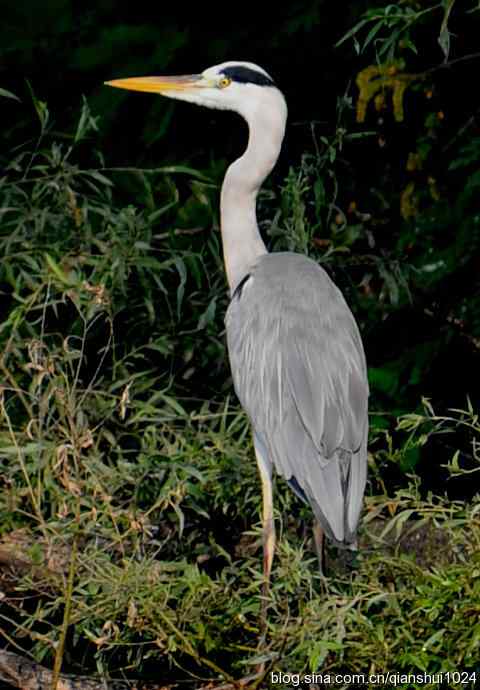 一只漂亮的苍鹭(稻香湖) 一只漂亮的苍鹭(稻香湖)