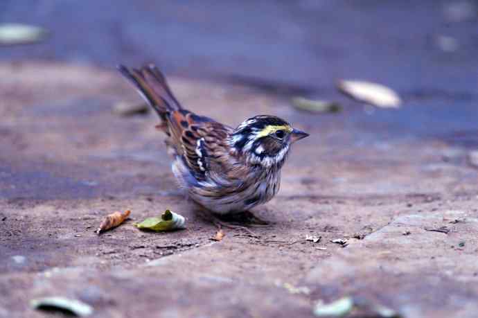 不修边幅(跟踪记录的一只小鸟)2 不修边幅(跟踪记录的一只小鸟)2