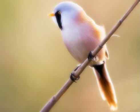 家禽驯化之源之二十(太平鸟、文须雀、梅花雀)