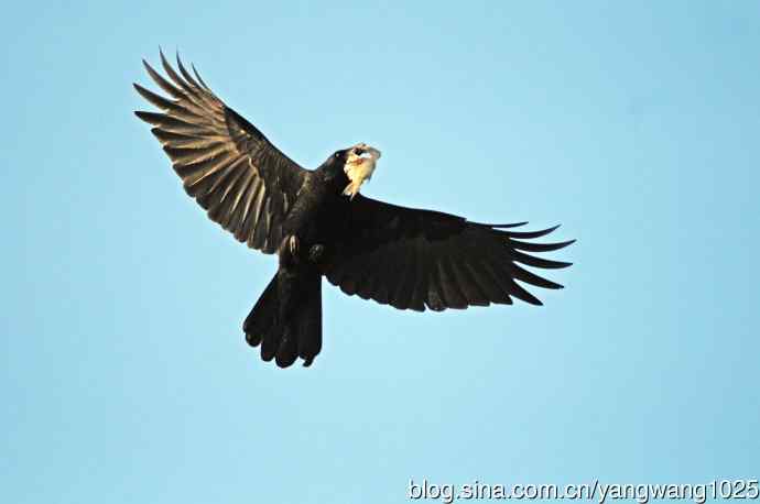 北京麋鹿苑的鸟类——乌鸦也能捕到鱼？？