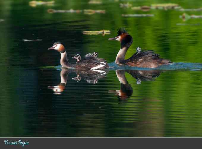 绿意倒映中的pt家园 绿意倒映中的pt家园