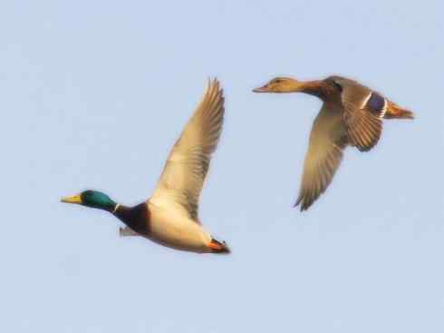 家禽驯化之源之二