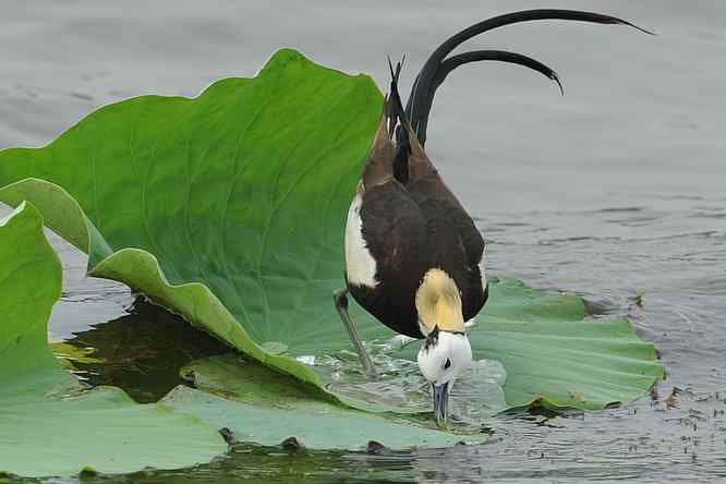 衡水湖印象(水稚)
