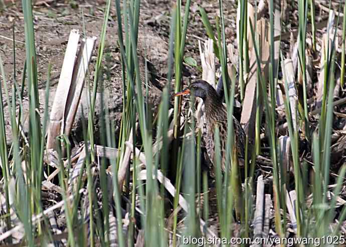 芦苇丛中的秧鸡 wbr2