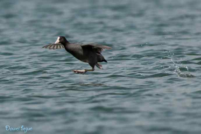 颐和园春鸟乐拍