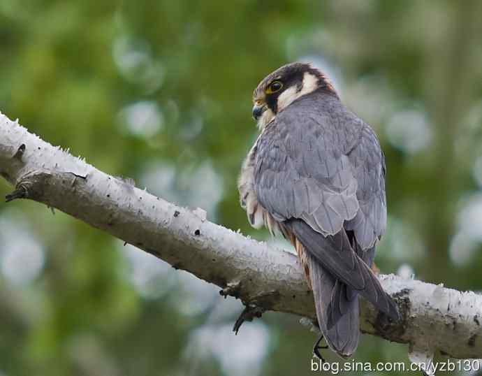 小型猛禽鈥斺斞圉溃ㄗ橥迹6张图片）