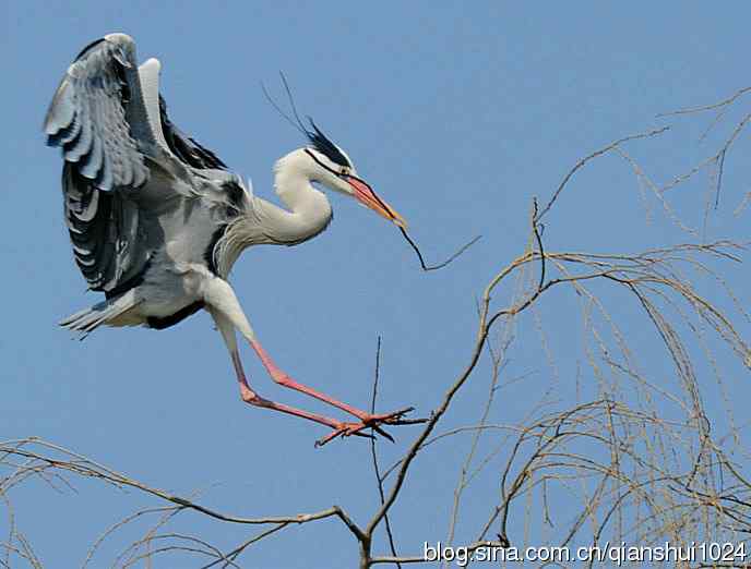 蓝天下勤劳的苍鹭