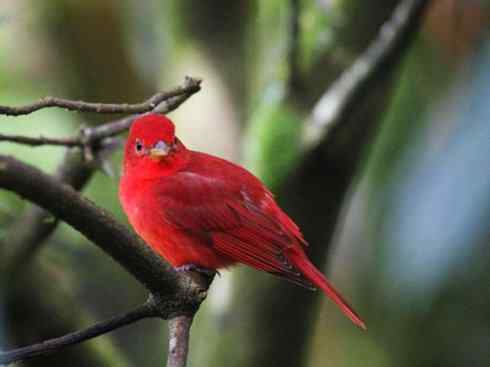 极品红色鸟类：玫红比蓝雀