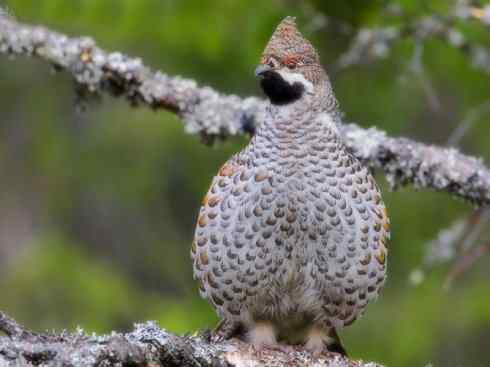 家禽驯化之源之十 家禽驯化之源之十