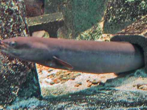 鱼类活化石:鳄雀鳝 鱼类活化石:鳄雀鳝