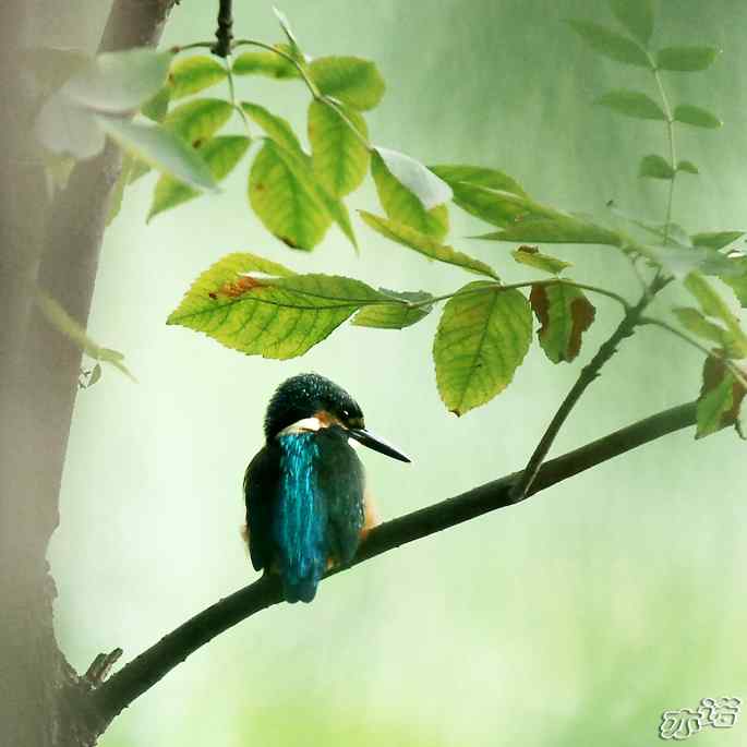 圆明园&nbsp;wbr路&nbsp;wbr林中的小翠