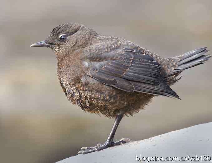 十渡首拍褐河乌