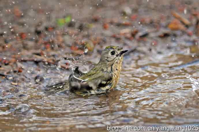 浴(戴菊鸟) 浴(戴菊鸟)