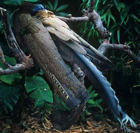 凤凰:传说中的鸟原型探秘(大眼斑雉) 凤凰:传说中的鸟原型探秘(大眼斑雉)