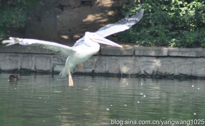 再拍大鹈鹕 wbr3 再拍大鹈鹕 wbr3