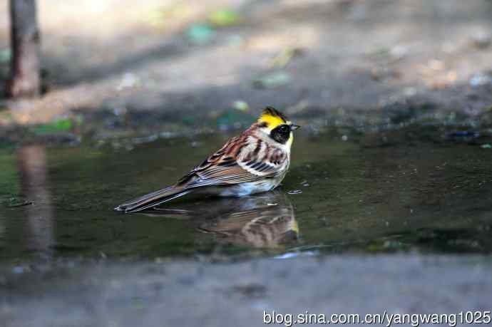 雌性黄喉鹀（6）