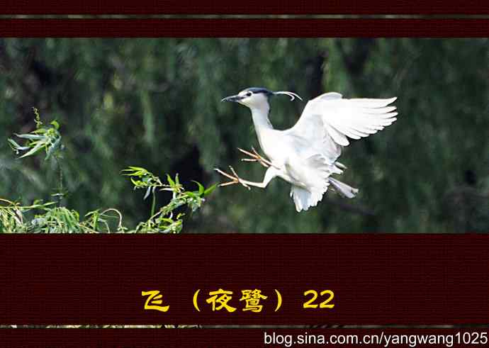 北京动物园的鸟类——飞(夜鹭)22