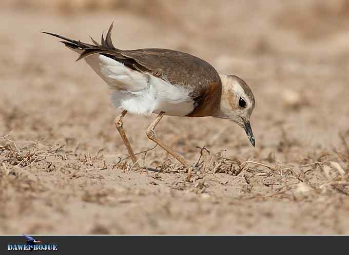 东方鸻小憩野鸭湖