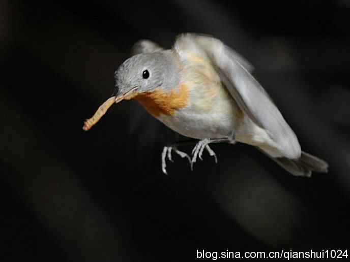 不愁吃喝的小鸟.红胸姬鹟(圆明园)