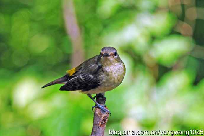 雌性白眉姬鹟（3）