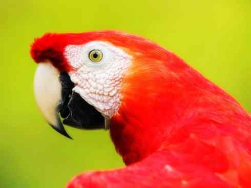 猎奇：奇特的鸟喙之四