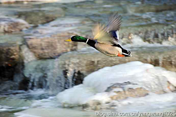 北京动物园的鸟类——杂片（水禽）