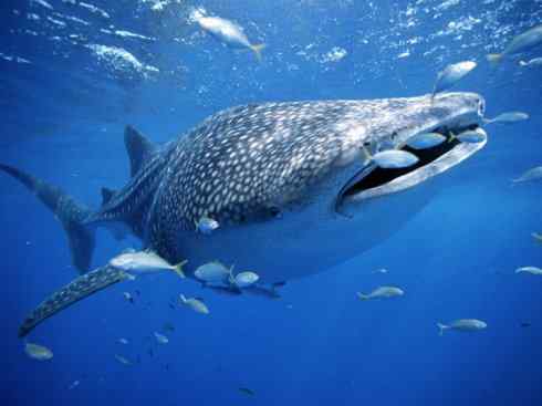 鱼类活化石：矛尾鱼