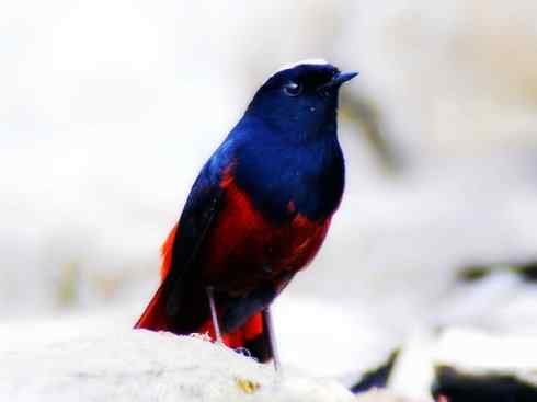 美丽无罪：雀鸟之溪鸲