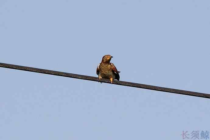 内蒙古鸟类摄影——大杜鹃