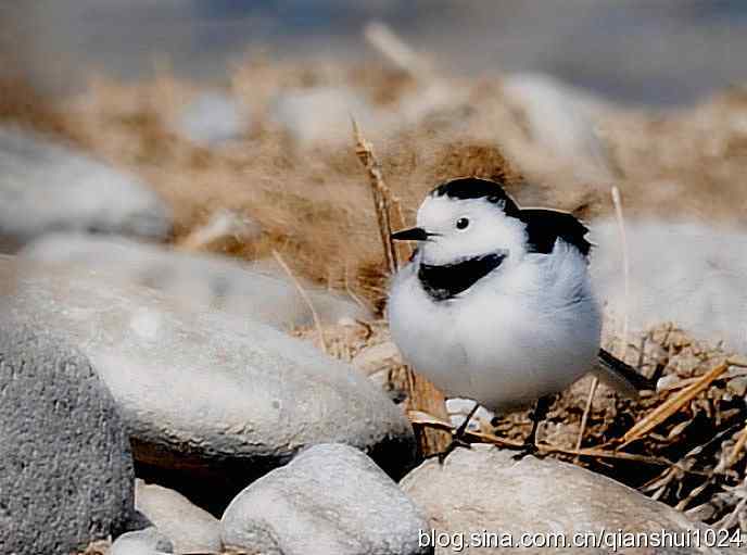 爱干净的小鹡鸰(十渡)