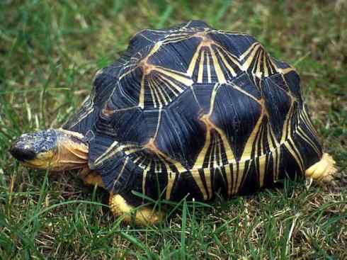 玄武：传说的兽原型探秘（象龟）