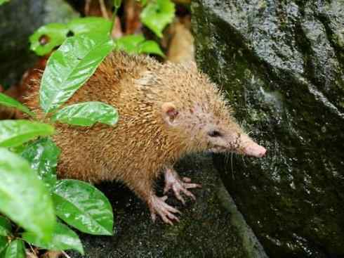 动物世界：山寨还是原创之三