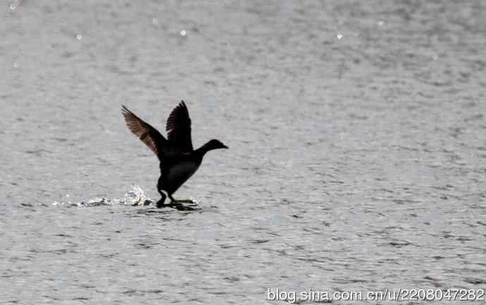159.试用大白---家族