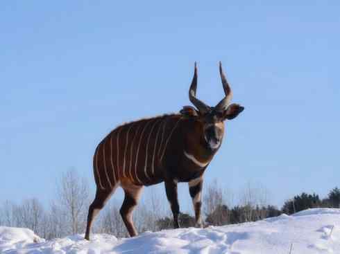 麒麟：传说的兽原型探秘（紫羚）