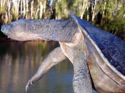 玄武：传说的兽原型探秘（澳洲长颈龟）