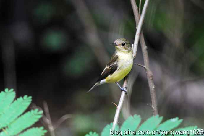 雌性白眉姬鹟（7）