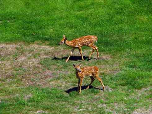 小鹿斑比姐妹俩