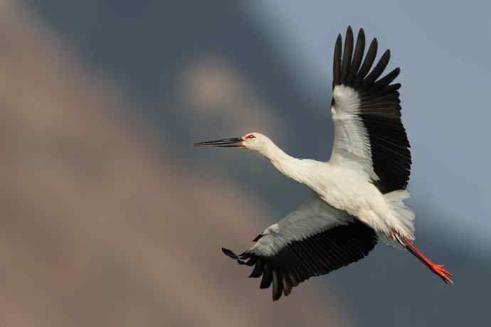 东方白鹳恭贺“品尚 TOP LUX”大连名品店盛装启幕